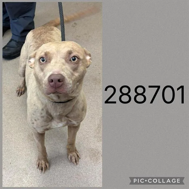 A young medium-sized female Mixed Breed dog named Henna for adoption in Macon, GA