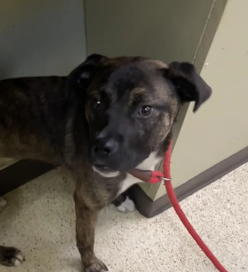 A baby medium-sized male Terrier dog named Warren for adoption in Muncie, IN