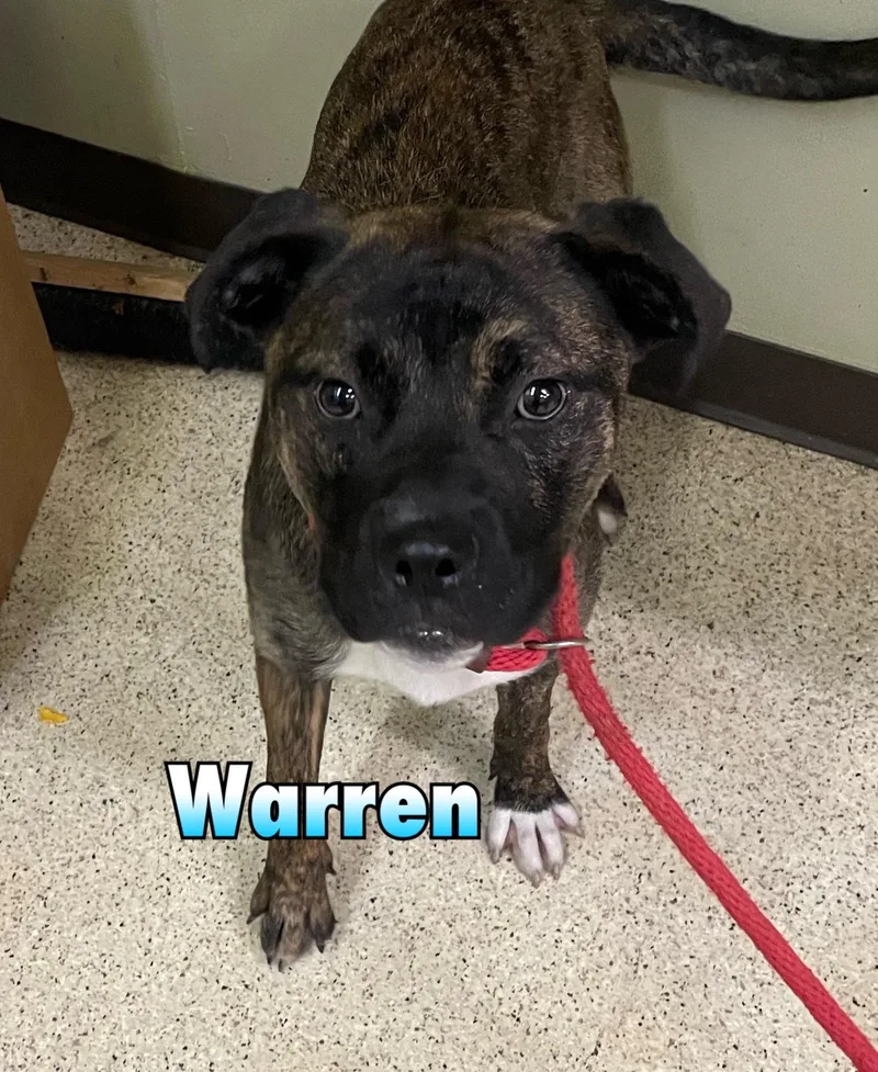 Warren thumbnail 5