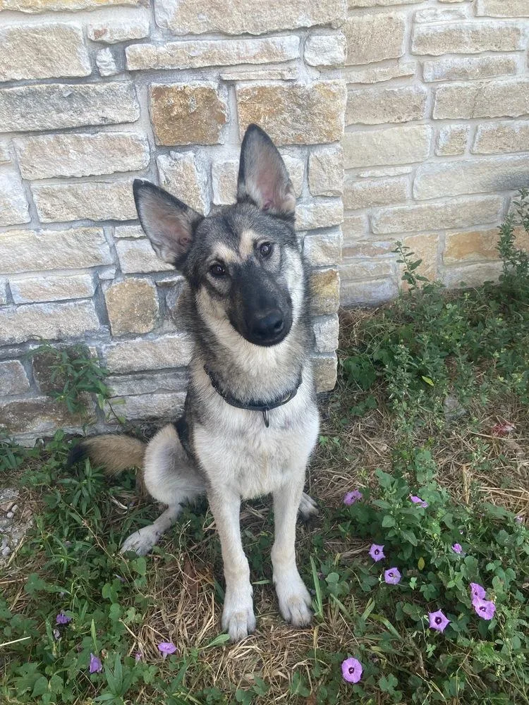 A young large-sized male Brown / Chocolate German Shepherd Dog dog named Alfredo for adoption in Brookshire, TX