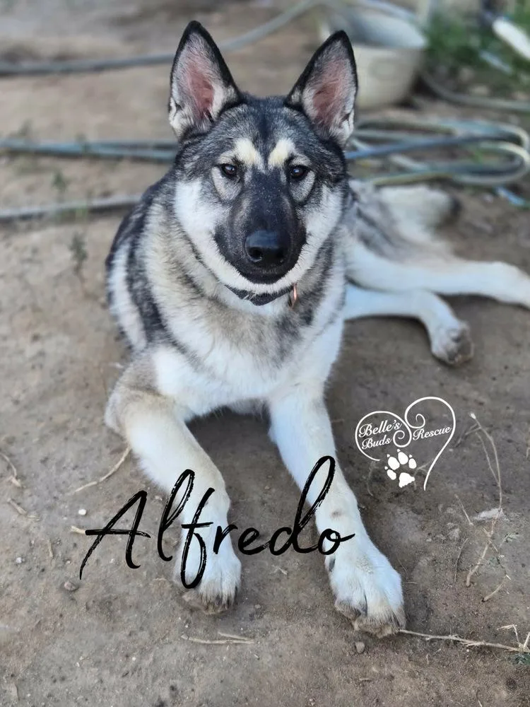 Alfredo thumbnail 4