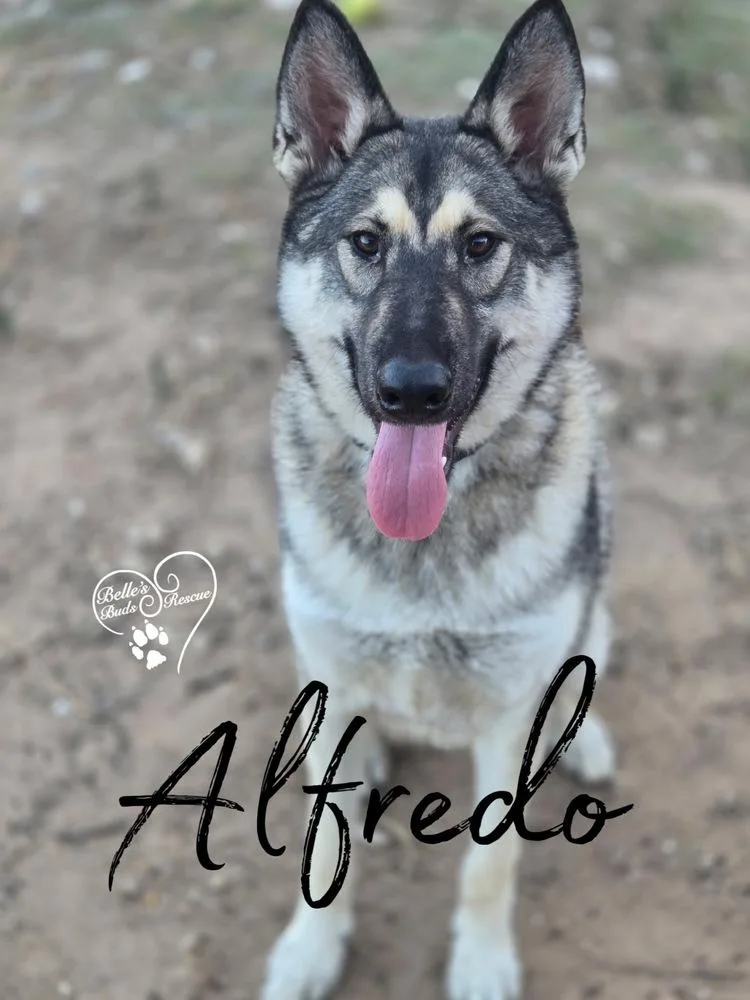 Alfredo thumbnail 5