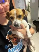 An adult small-sized female Chihuahua dog named Cholula for adoption in Newport, KY