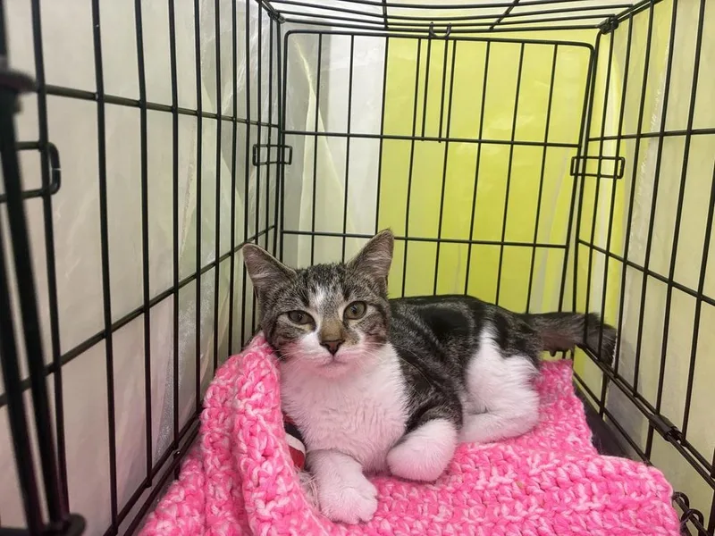 A baby small-sized female Domestic Short Hair cat named Joanie for adoption in Dallas, TX