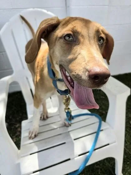 An adult medium-sized female Mixed Breed dog named Vanilla for adoption in Savannah, GA