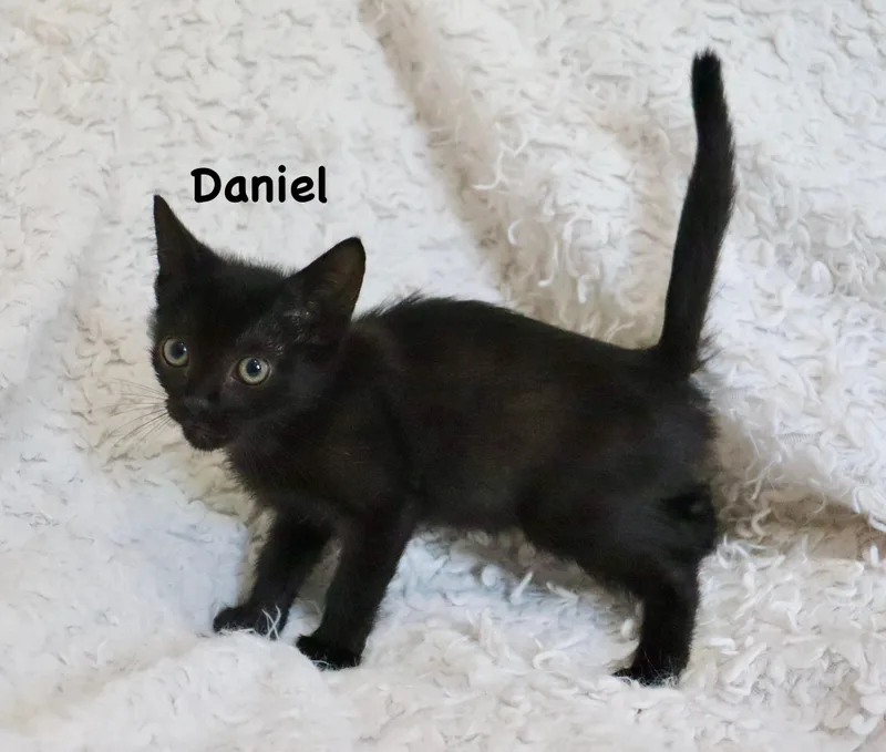 Daniel thumbnail 4