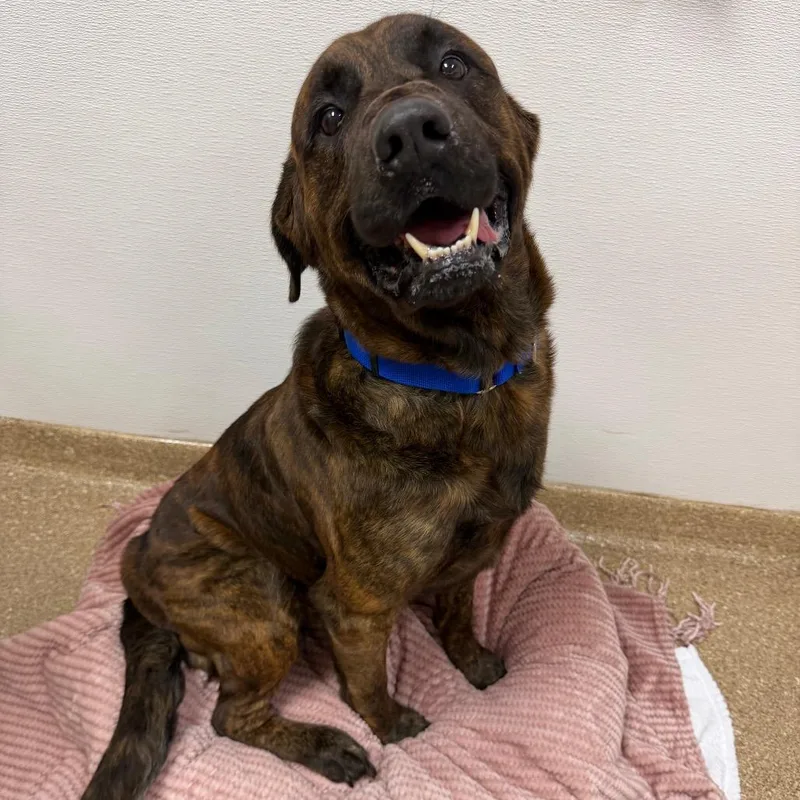 An adult large-sized male Brown / Chocolate Mixed Breed dog named Gooder for adoption in Titusville, FL