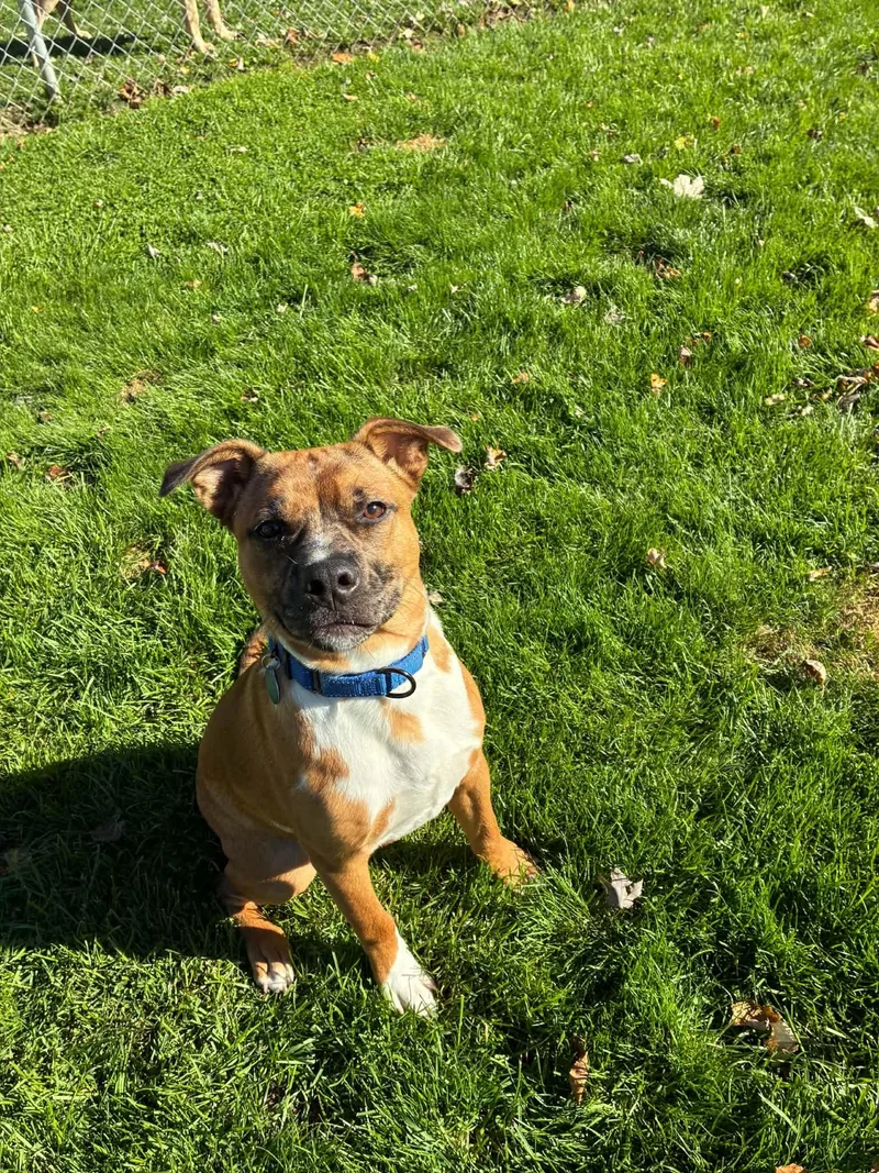 A young medium-sized male Catahoula Leopard Dog dog named Negan for adoption in Port Huron, MI