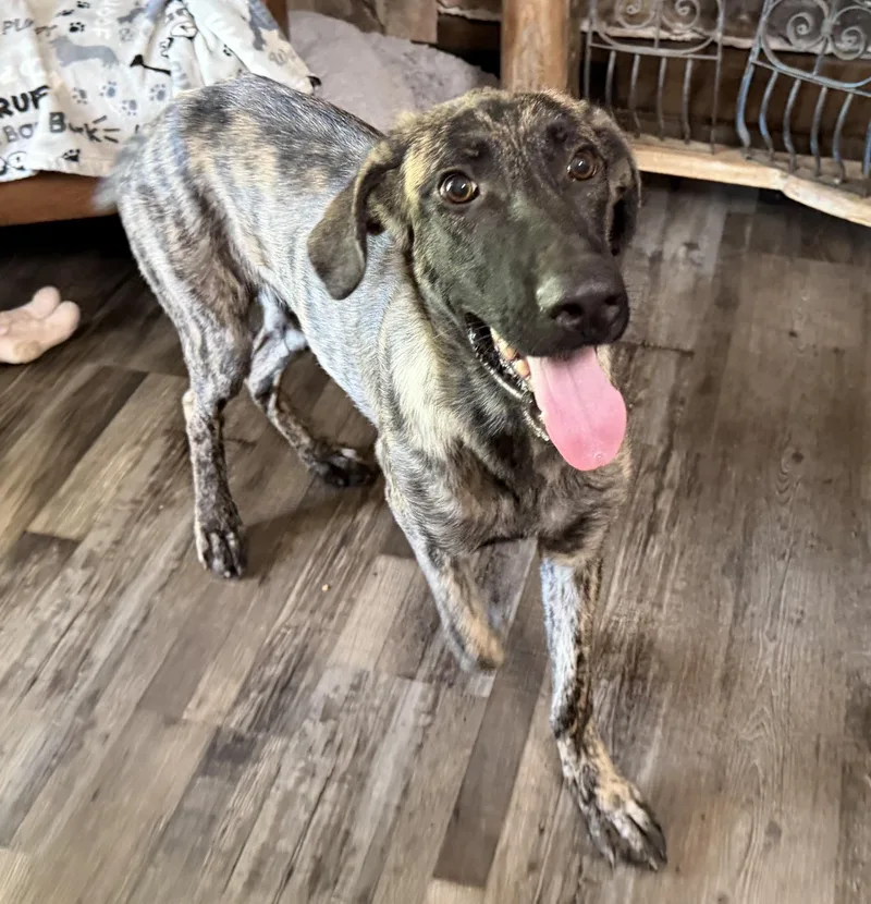 Duke DoorDash thumbnail 3