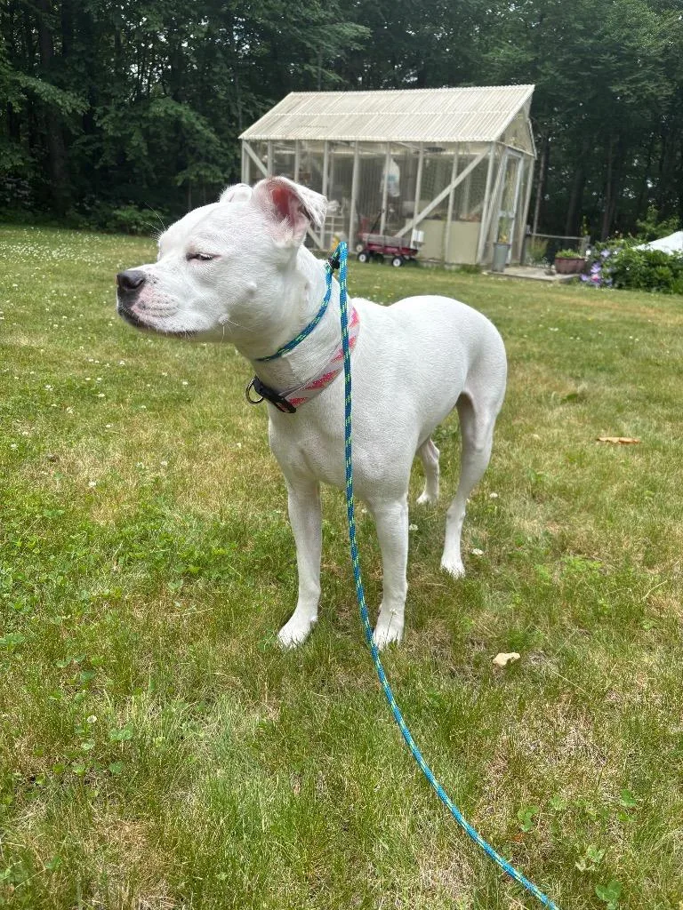 A young medium-sized female Boxer dog named Stormy Skies for adoption in Princeton, MA