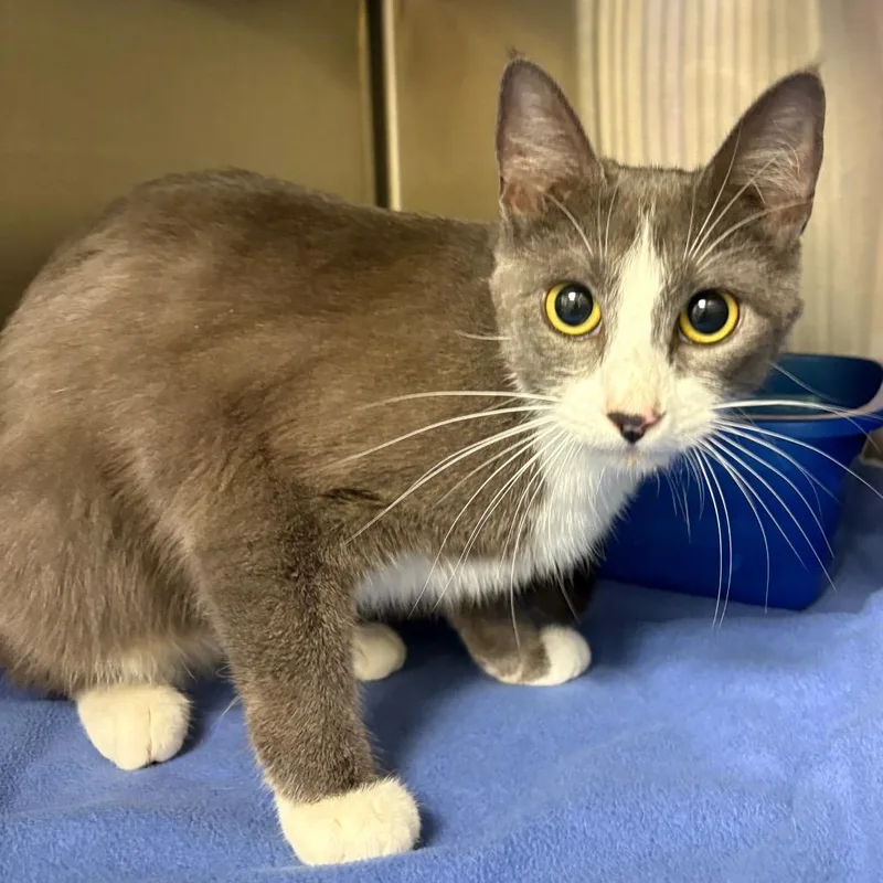 An adult medium-sized female White Domestic Short Hair cat named Nikki for adoption in Keizer, OR