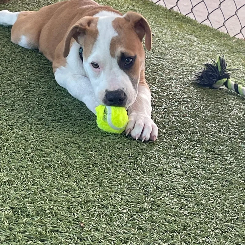 A baby medium-sized male Yellow / Tan / Blond / Fawn Pit Bull Terrier dog named Blaze for adoption in Boonville, MO