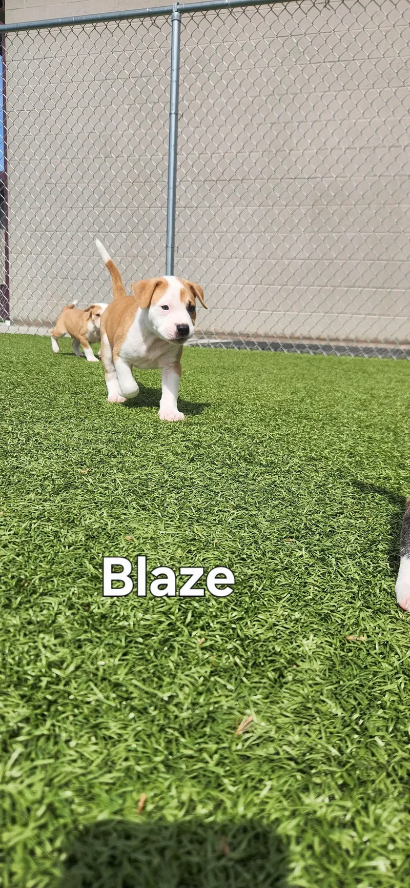 Blaze thumbnail 2