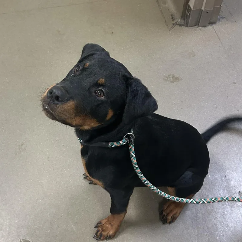 A baby medium-sized female Black Mixed Breed dog named Anubis for adoption in Asheville, NC