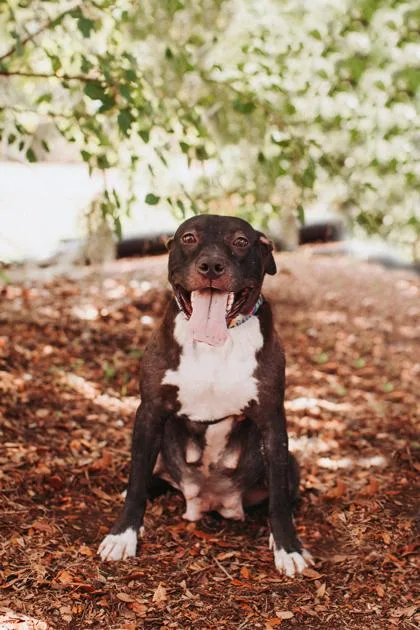 An adult large-sized female American Staffordshire Terrier dog named A Olivia for adoption in North Charleston, SC