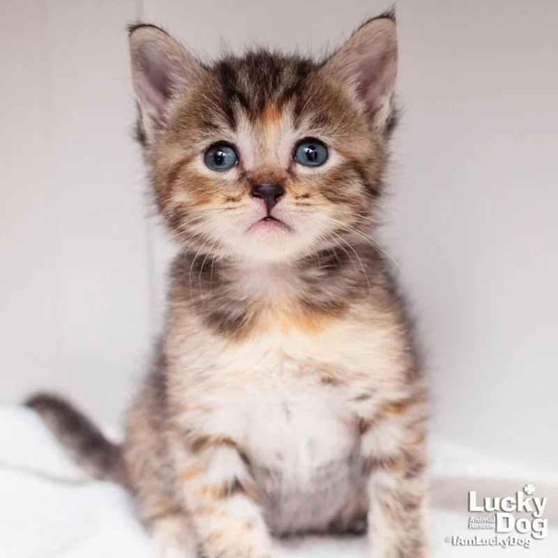 A baby medium-sized female Domestic Short Hair cat named Downtown Abbey for adoption in Washington, DC