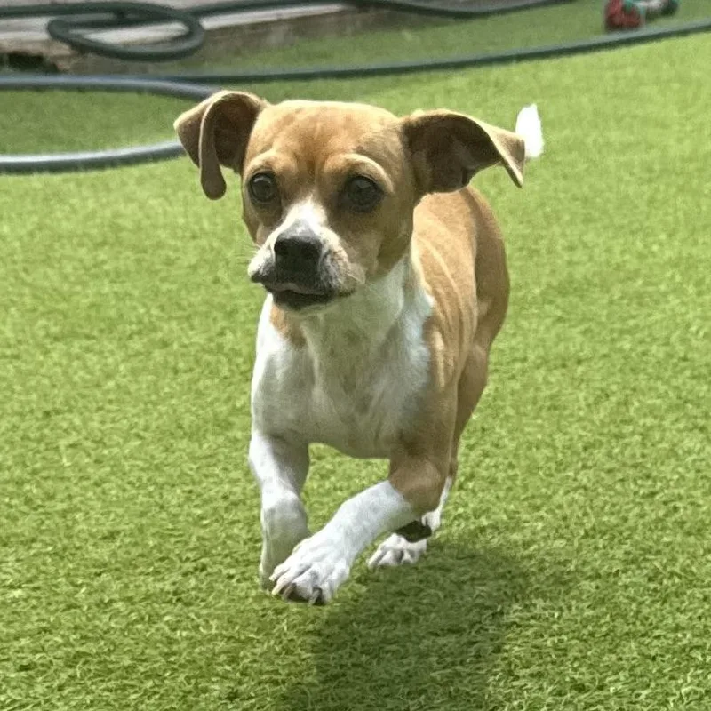 A young small-sized female Chihuahua dog named Princess for adoption in Sugar Land, TX