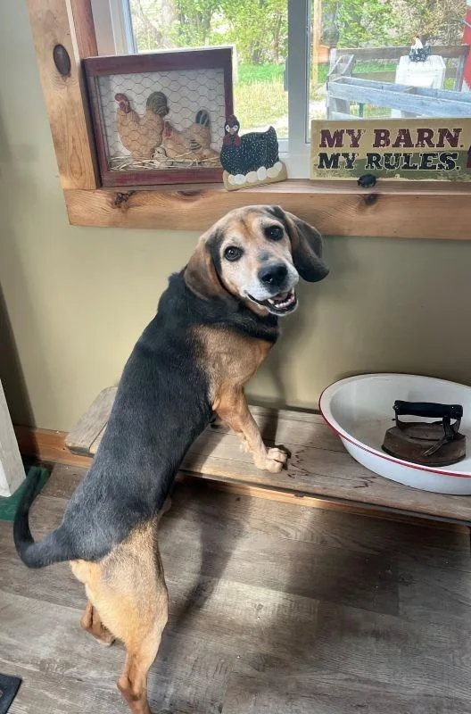 Otis