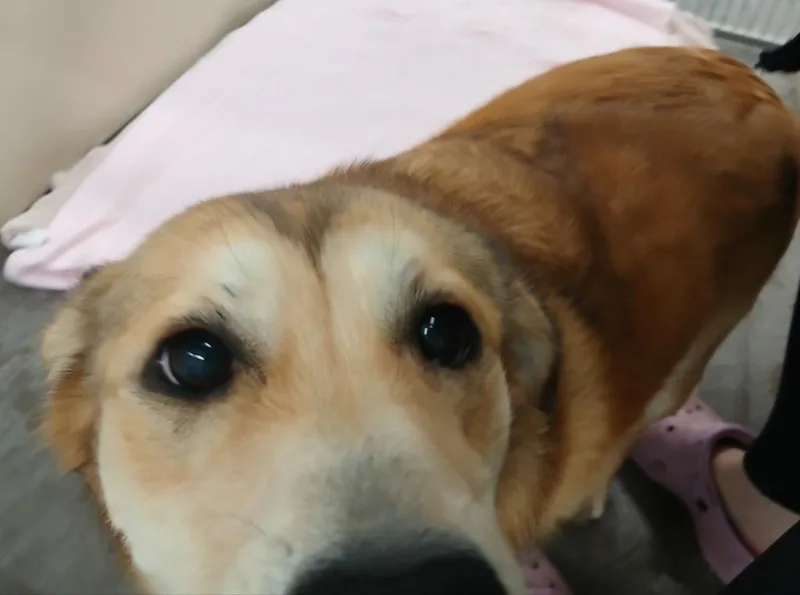 Stella thumbnail 4