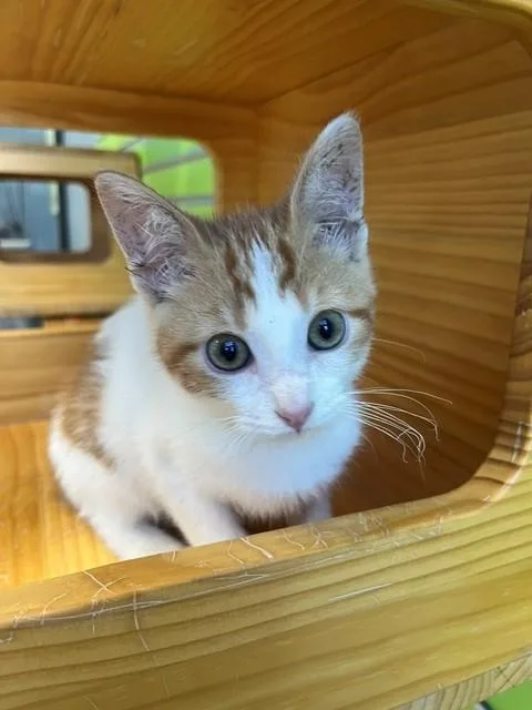 A young small-sized male Orange & White Domestic Short Hair cat named Pilot for adoption in Tyler, TX