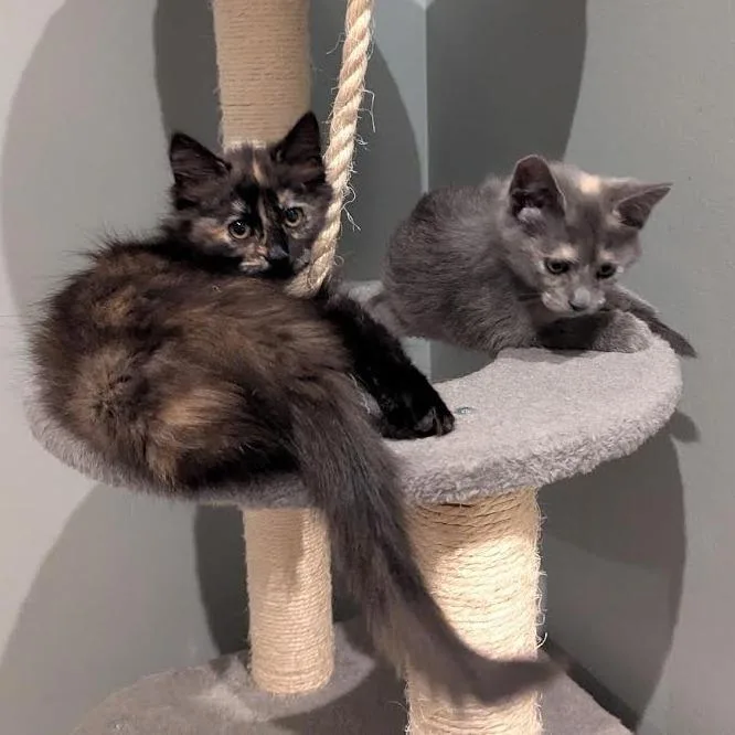 A baby small-sized female Black Domestic Medium Hair cat named Annie for adoption in South Elgin, IL