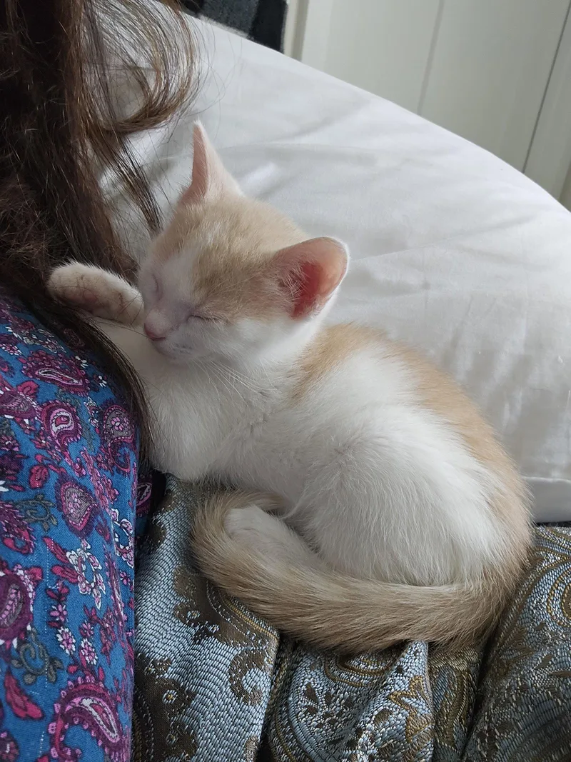A baby medium-sized male Buff & White Domestic Short Hair cat named Cosmo for adoption in Herndon, VA
