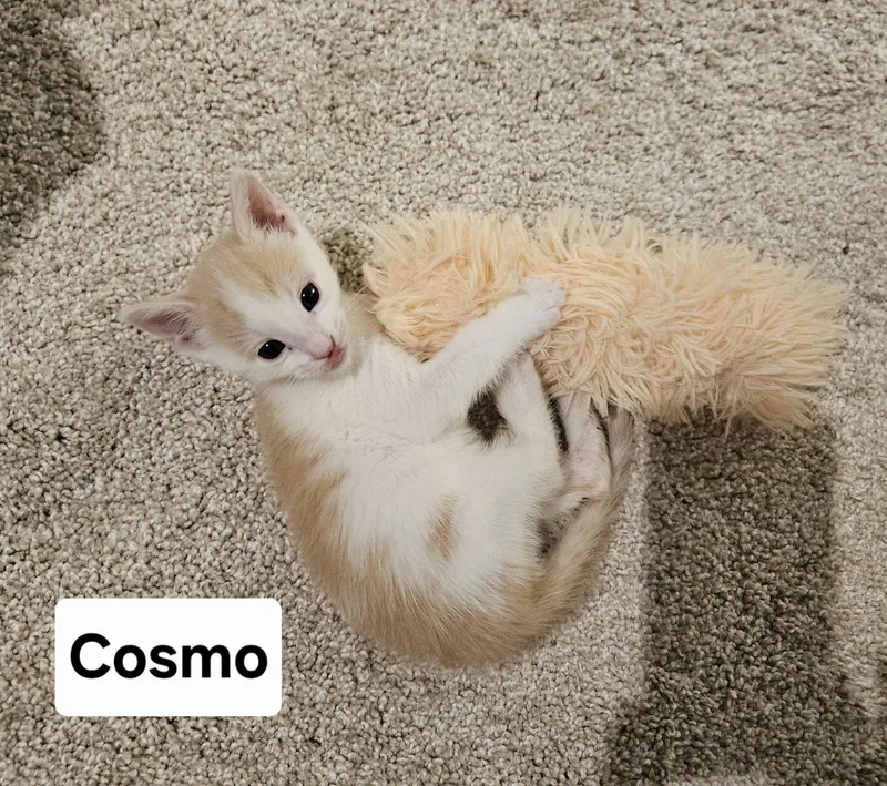 Cosmo thumbnail 3