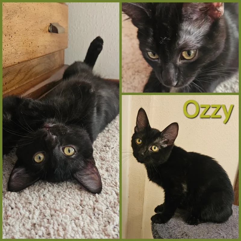 A baby small-sized male Domestic Short Hair cat named Ozzy for adoption in Newberg, OR