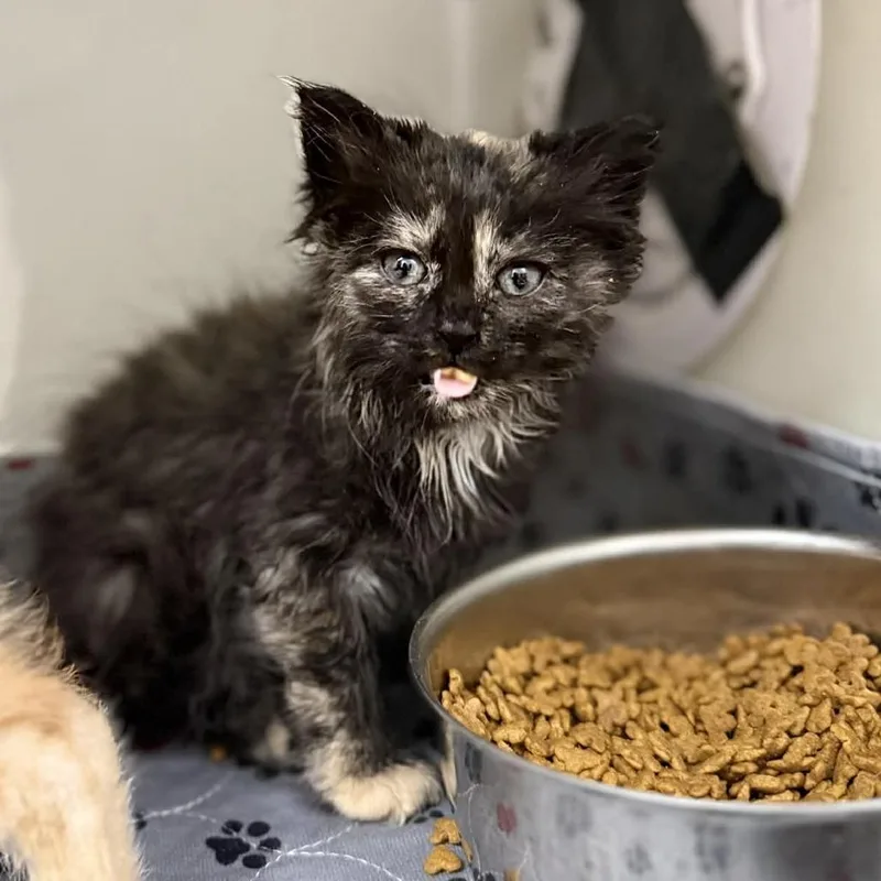 A baby small-sized female Tortoiseshell Domestic Long Hair cat named Paloma for adoption in Caryville, TN