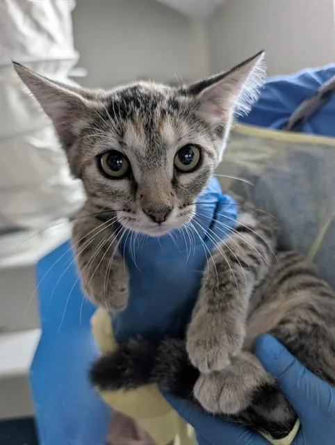 A baby small-sized female Domestic Short Hair cat named Harmony for adoption in Tucson, AZ