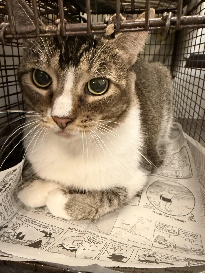 An adult extra large-sized male Domestic Short Hair cat named Wolfie for adoption in Los Angeles, CA