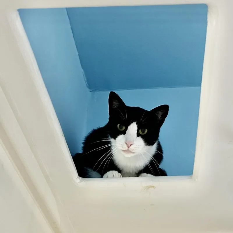 A senior medium-sized female Black Domestic Short Hair cat named Baby for adoption in Oyster Bay, NY