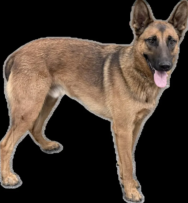 A young large-sized male Belgian Shepherd / Malinois dog named Apollo for adoption in Los Angeles, CA