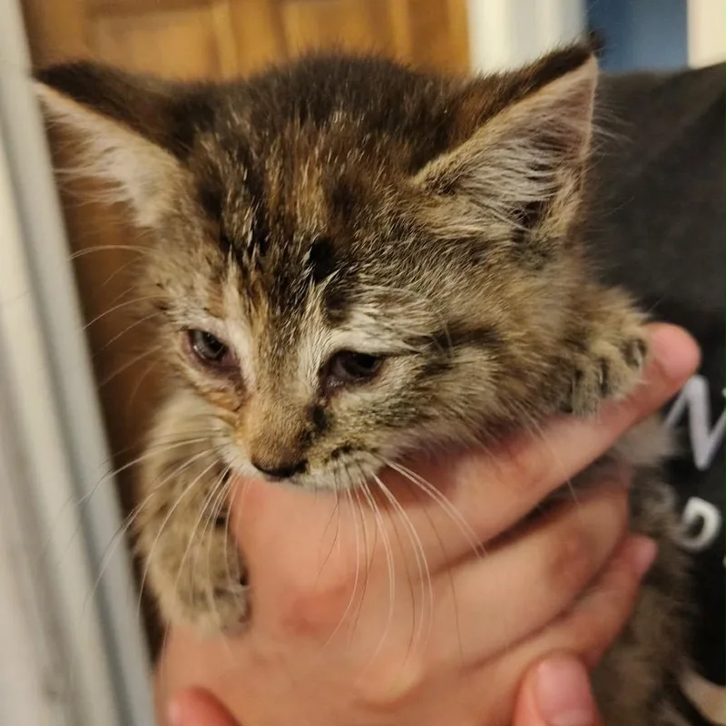 A baby small-sized female Brown / Chocolate Domestic Short Hair cat named Elara for adoption in Monroe, MI