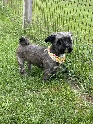 A young small-sized female Shih Tzu dog named Ashby for adoption in Oak Creek, WI