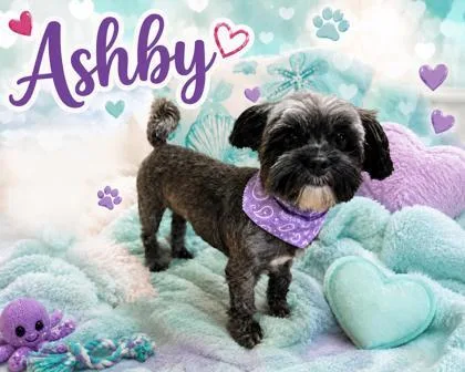 Ashby thumbnail 2