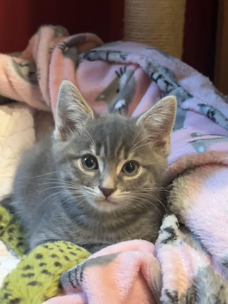 A baby medium-sized male Gray & White Tabby cat named Ash for adoption in Easton, MD