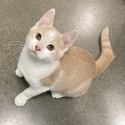 A baby small-sized male Domestic Short Hair cat named Puffball for adoption in Janesville, WI
