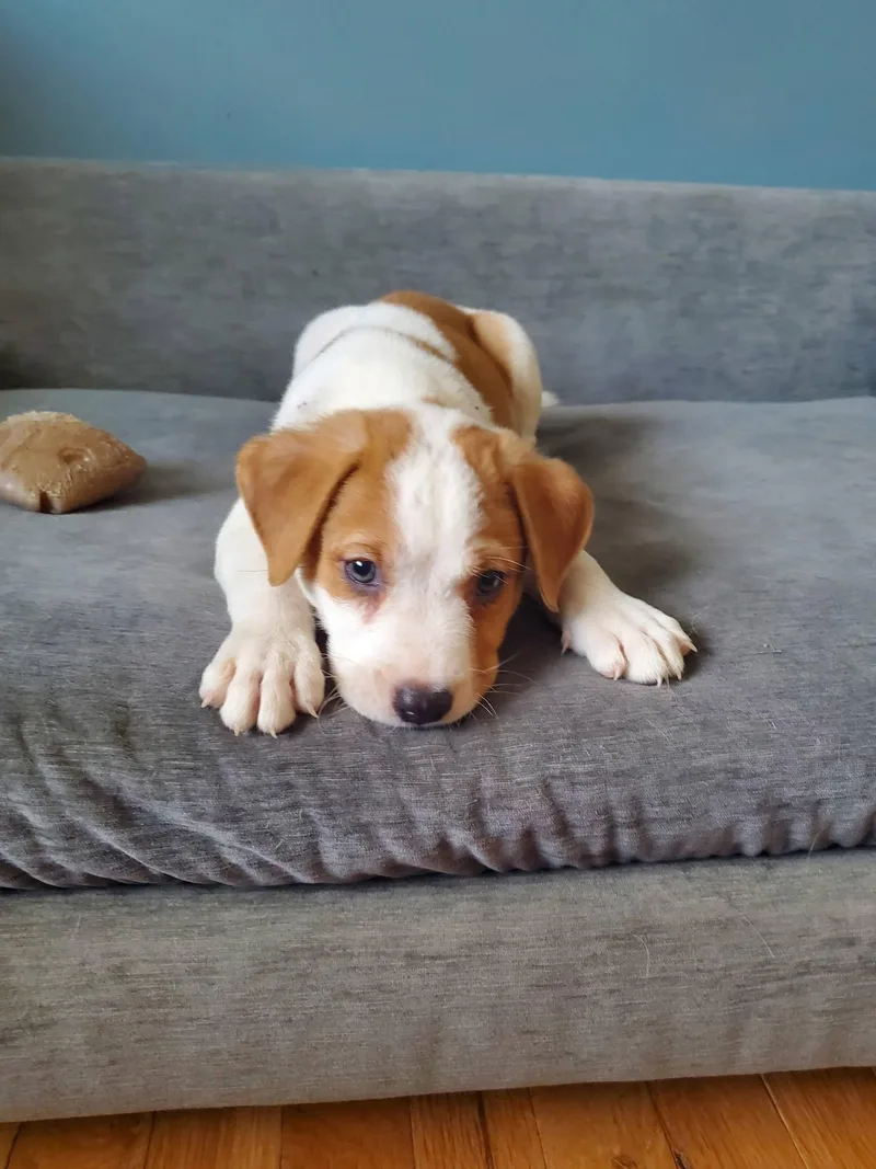 A baby medium-sized male White / Cream Mixed Breed dog named Thai Dragon for adoption in Dayton, OH