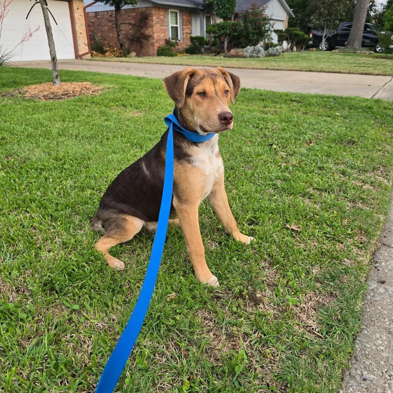 A young medium-sized male Tricolor (Brown, Black, & White) Australian Kelpie dog named Buddy for adoption in Pottsboro, TX