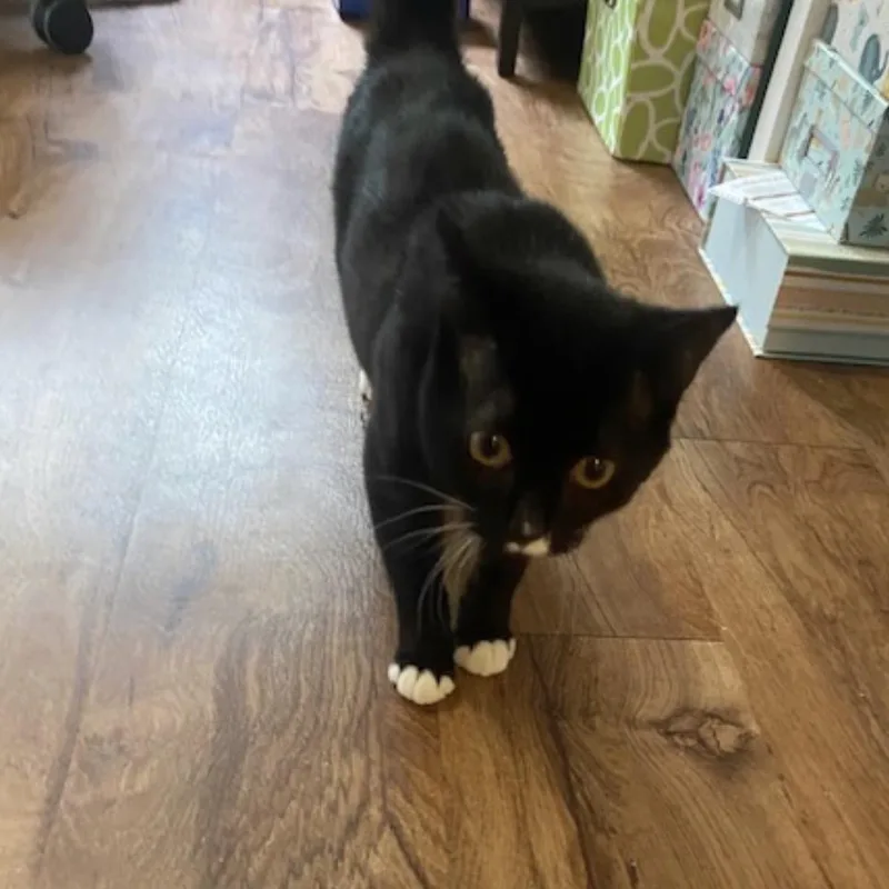 A baby small-sized female Domestic Short Hair cat named Savannah for adoption in San Antonio, TX