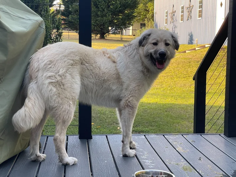 An adult large-sized female Great Pyrenees dog named Charlie  Pyr Bridge for adoption in Spartanburg, SC