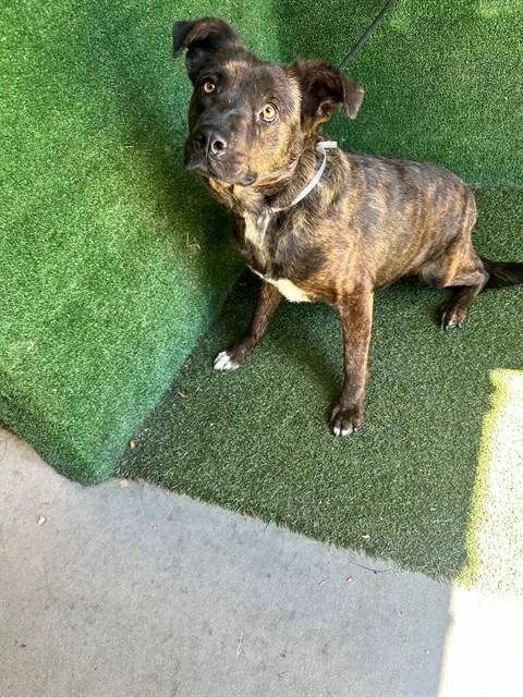 A young medium-sized female Australian Cattle Dog / Blue Heeler dog named Sally for adoption in Lancaster, CA