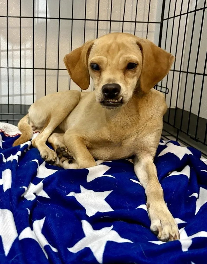 A baby small-sized female Chihuahua dog named Paithsley for adoption in Winter Garden, FL