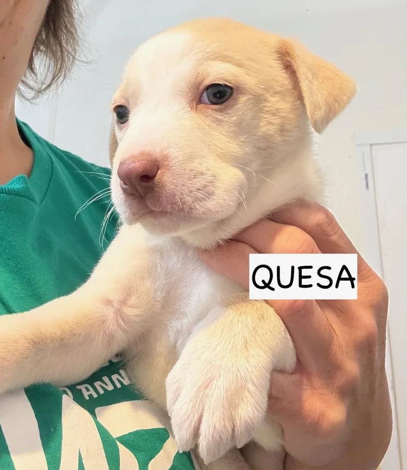 Quesa thumbnail 2