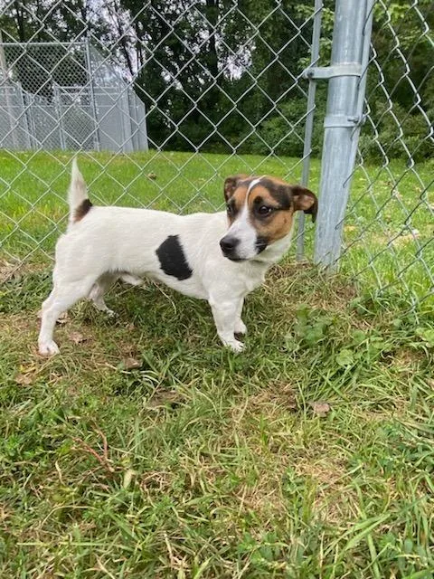 An adult small-sized male Jack Russell Terrier dog named Lucky for adoption in Muskegon, MI