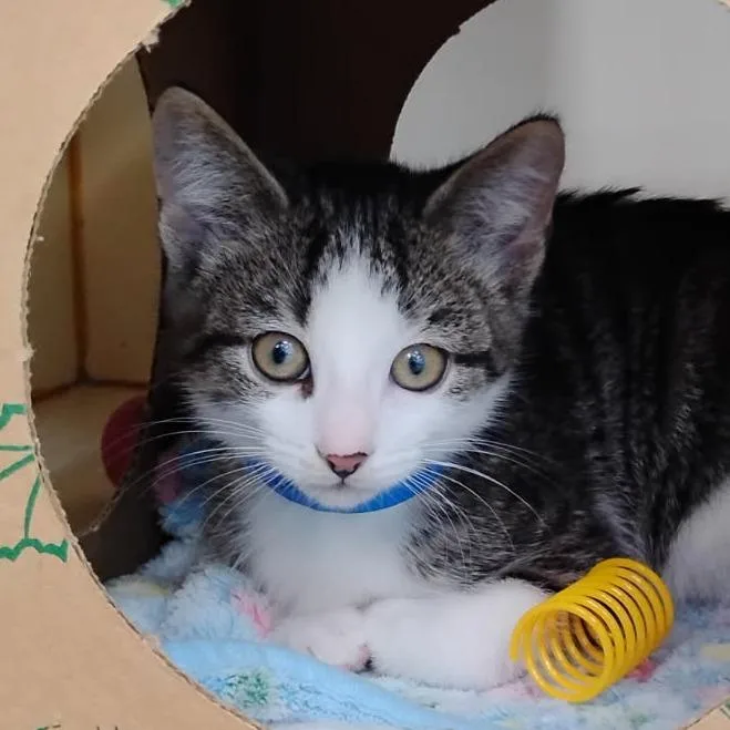 A baby small-sized male Domestic Short Hair cat named Azriel for adoption in Fairport, NY