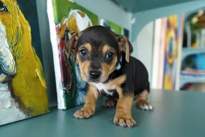 A baby small-sized male Rat Terrier dog named Nikos for adoption in San Antonio, TX