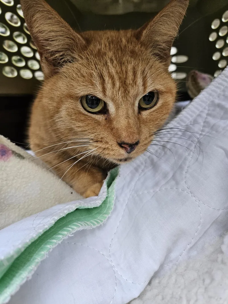 Butterscotch thumbnail 2