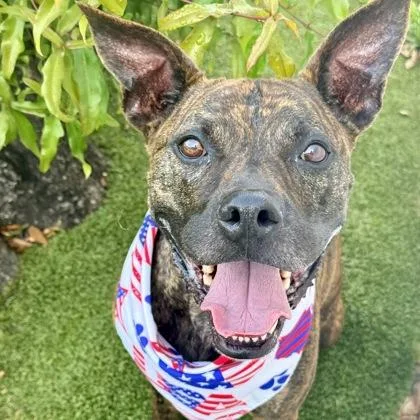 An adult large-sized male Mixed Breed dog named Milo for adoption in Largo, FL